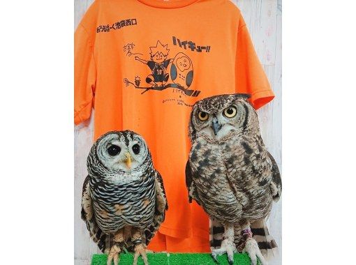あうるぱーく　フクロウカフェ 池袋 のギャラリー