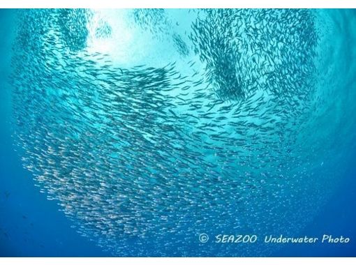 柏島ダイビングサービスSEAZOO(シーズー) のギャラリー