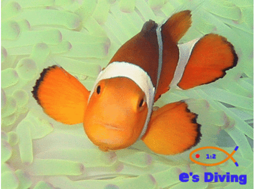 イーズダイビング久米島(e's Diving kumejima) のギャラリー