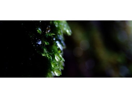 屋久島水地 のギャラリー
