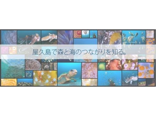 屋久島ダイビングサービス もりとうみ のギャラリー