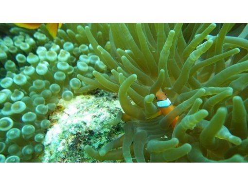 【 冲绳县· 那霸市】在淡蓝色的大海中浮潜体验の画像