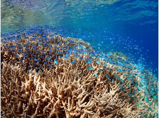 Become a diver in the paradise of [Okinawa Iriomote Island] coral! Open Water Diver course (4days)の画像