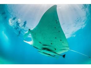 [Okinawa, Ishigaki Island] Covering the charms of Ishigaki Island in one day! Manta Ray, Sea Turtle Snorkeling, Blue Cave, and Waterfall with Lunch