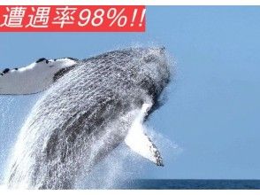 [Near Churaumi Aquarium! From the north] Whale watching plan♪ ●Retry OK●98% chance of encountering a whale in 2024!!
