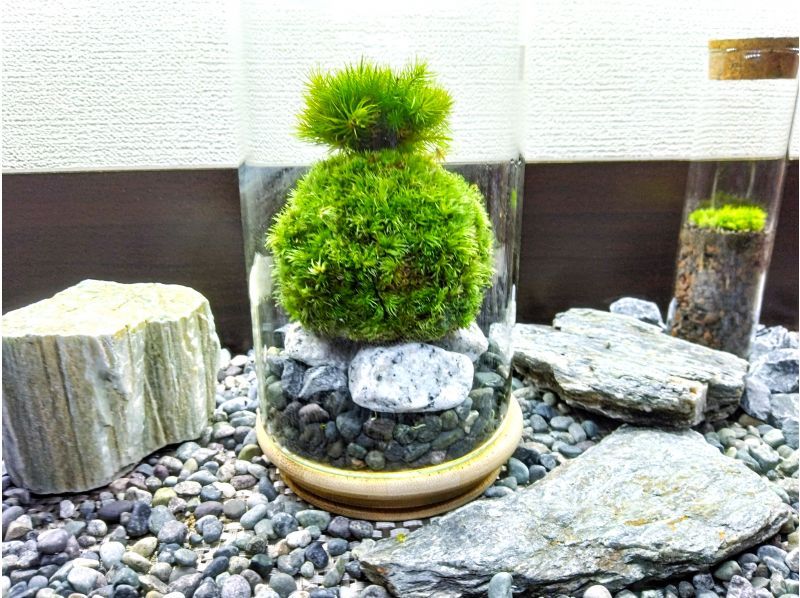 【新宿☆かわいい苔玉】天然苔をお部屋に飾る⭐お洒落なグラス苔玉 の紹介画像