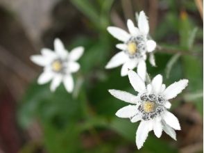 【北海道・礼文島】歌にも歌われた可憐な花「ウスユキソウ群生地コース」お花ガイド同行・送迎付き！