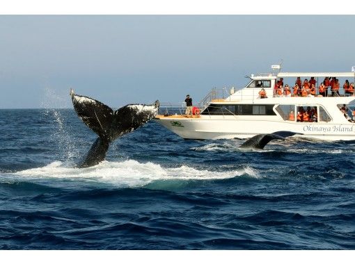 【沖縄北部・本部港発】冬季限定ホエールウォッチング（半日コース）美ら海水族館近く！★沖縄北部乗船ゲスト数NO1★北部最大級クルーザー★の画像