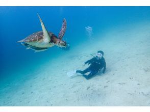 【Okinawa · Onna Village】 Churaumi Enjoyment! Fun dive tour (2 dives)