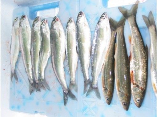 [长野/大町市] ★★★ 3星青木湖姬松垂钓日营《北阿尔卑斯山脚下的信浓大町》の画像