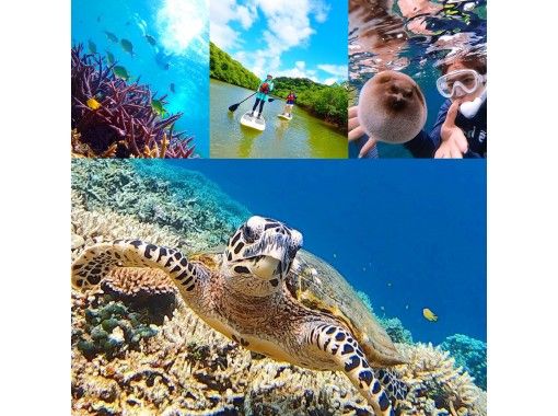 【世界遺産 西表島】バラス島でウミガメと泳げる！日本最大級仲間川マングローブSUPクルーズ＆バラス島シュノーケリング【ツアー写真無料】の画像