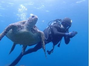 【伊豆諸島・八丈島】海ガメに会える島、八丈島で体験ダイビングを楽しもう！お得な平日プラン