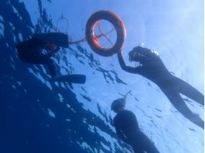 Regulus diving
