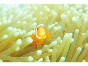 [Okinawa, Ishigaki Island, remote island terminal departure and arrival] Churaumi, experience diving & snorkeling & landing on the phantom island (1 day plan)