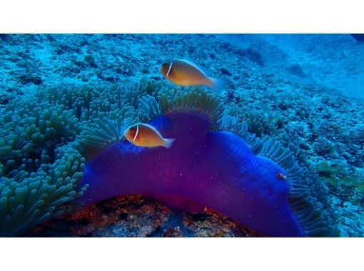 【沖縄・宮古島】一年を通し透明感の高い海域でボート体験ダイビング＜ライセンス不要＞の画像