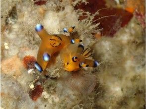 [Tokushima ・ Kaiyo Town]Kochi ・ Kouura & Muroto fans Diving(Boat-1 to 3 dives)