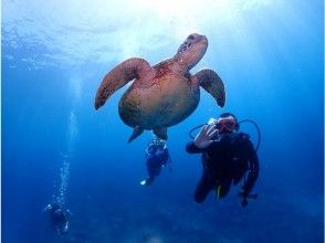 送迎、写真、動画無料!!【沖縄県・慶良間諸島】慶良間体験ダイビング（2ダイブ～）