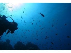 [Shizuoka/Nishiizu]Enjoy dynamic topography and fish school!  2 boat diving (with free transfer)
