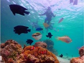 【沖縄・石垣島】安心安全少人数制☆幻の島への上陸と石西礁湖＆ウミガメシュノーケリング 1日コース【5/1～10/31】