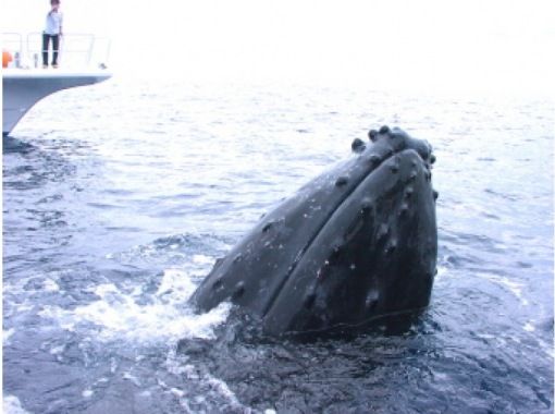 【慶良間諸島・那覇発】半日（午前・午後）ホエールウォッチングチャータープランの画像