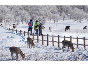 ☆ World Natural Heritage Shiretoko ☆ Easy 2-hour snow trekking ☆ Primeval forest and cliff waterfall, 2km round trip for searching for animals ☆