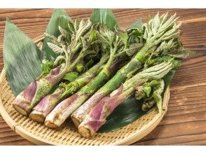 【山形県・飯豊町】森林ウォーキングと山菜・木の芽を食す美食プラン/山菜取りの名人と料理人同行プラン/その場でクッキング！