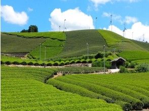 [京都鹿]五种感官享受茶！在导游的陪伴下漫步在茶园中，然后在宇治茶城的和果子中放松身心！配茶球