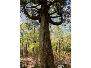 【静岡・裾野】愛鷹山・周遊ツアー