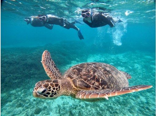 奄美ブルーの海で海ガメと泳ごう‼️【アドバンスコース】海ガメスイムの画像