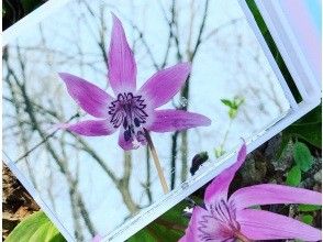 【北海道・旭川】プロガイドと行くカタクリの大群落フラワーハイキング in 突哨山<初心者OK>