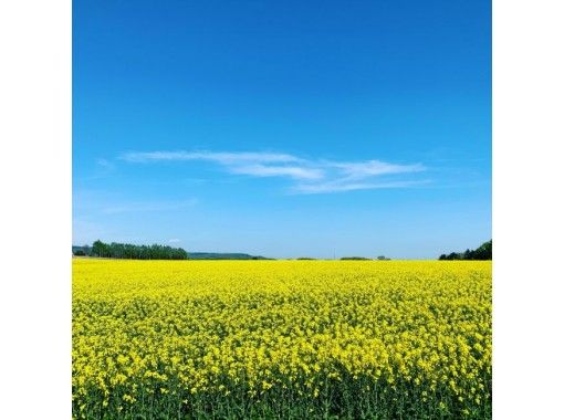 [Hokkaido / Takikawa] Rape blossom footpath with a professional guide in Ebeotsu hill <Beginner OK>の画像