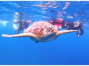 SALE! [Ishigaki Island Diving, Sea Turtles, Afternoon] Swim with sea turtles! Snorkeling & PM half-day diving boat tour ☆ Free photo data ☆