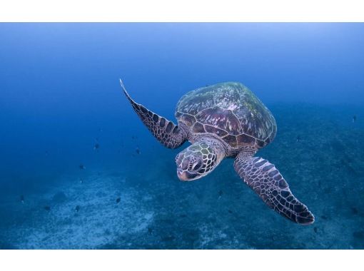 [Yakushima / Fan Diving] Refresh diving for beginners! 2 boat diveの画像