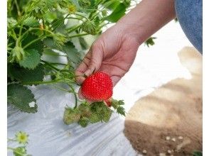 [Wakayama / Hamanomiya] Strawberry picking! Eat 5 kinds of strawberries! !! Sold by weight 