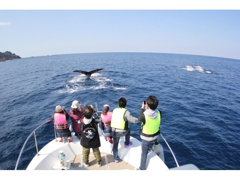 [Kagoshima / Amami] No.1 encounter rate! Let's go see the whales! Whale watching tour with veteran guide!の紹介画像