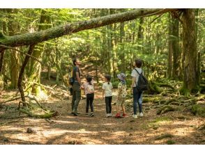 [Yamanashi/Kawaguchiko/Lake Saiko] "There was such a world..." Mystery of Mt. Fuji! Sea of Trees Walk Exploration Eco Guided Tour (Morning/AM/PM Plan)