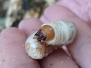 No.1 Popularity [Tokyo, Chofu] 9AM-13PM - Family-friendly * Forest tour to search for rhinoceros beetle larvae and spring water dragonfly nymphs (free rental of silly boots and electric bicycles)