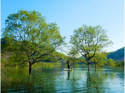 【山形・飯豊】幻想的な白川湖水没林でSUP体験 ♪　週末限定プラン　写真サービス！の画像