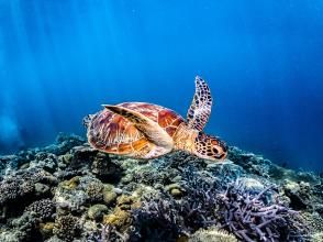 アルファダイブ沖縄(Alpha Dive Okinawa)