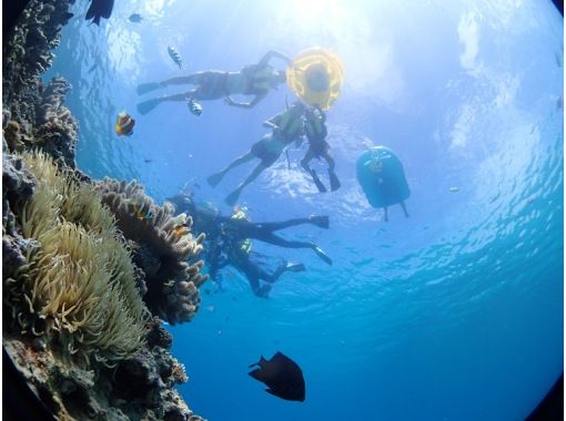Private plan [Near Churaumi] Participation by any age is OK! Beach snorkeling [Photo shoot, feeding experience, towel included] Motobu, Nakijin, Nagoの画像