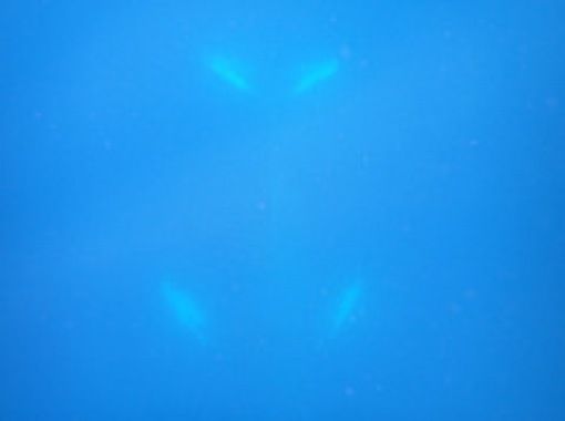 [Kagoshima/Amami Oshima] Amami Oshima whale swim half-day tourの画像