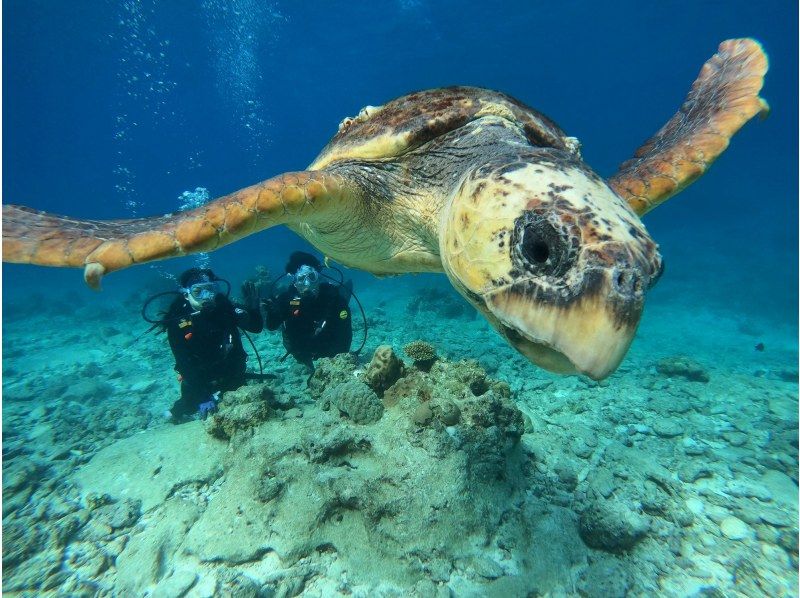 [Chatan, Okinawa] Photo and video gift! Kerama boat experience diving twice & snorkeling! Departing from Chatan, about 8 hours, pick-up and drop-off available ※English OKの紹介画像
