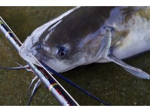 『茨城県稲敷』＊＊家族向け＊＊外来種駆除シリーズ”アメリカナマズ ”を捕獲駆除食べるツアーを開催します。川ガサガサ捕獲も開催します。