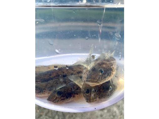 『東京・葛西』＊家族向け＊手長海老とハゼ 釣り体験、飼い方、食べ方の講義もあります。の画像
