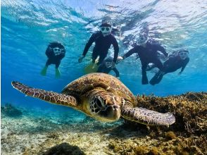 当日予約大歓迎！【奄美大島】ウミガメシュノーケリング体験ツアー！水中動画無料プレゼント!! 遭遇率・100%！グループ・おひとり様OK！