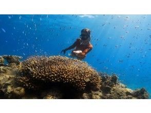 [Northern Amami Oshima] Long fins available for rental, great for taking photos! Beach skin diving and snorkeling tour