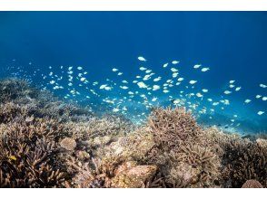 [Okinawa Miyakojima] Yaebiji skin diving tour, small group size, SLR photography and editing included!