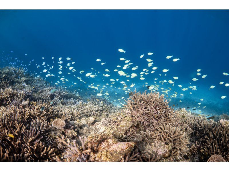 [Okinawa Miyakojima] Yaebiji skin diving tour, small group size, SLR photography and editing included!の紹介画像