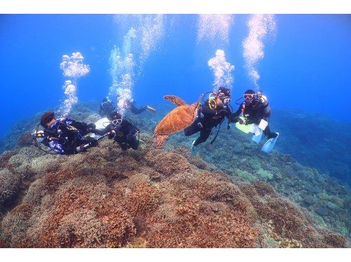【沖縄・本島 瀬底島・水納島】体験ダイビング ウミガメに高確率で出会える!? 3時間の贅沢トリップ♪の画像