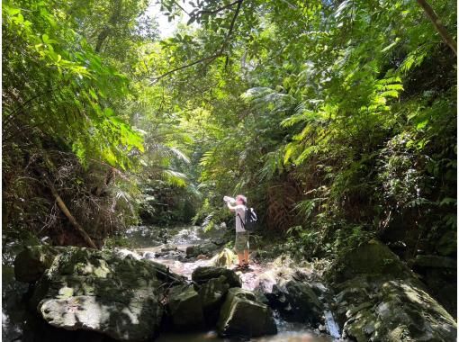 [Okinawa, Nago] Trek to a hidden waterfall in an area that is usually off-limits in Yanbaru! Have an amazing experience in a private space!の画像